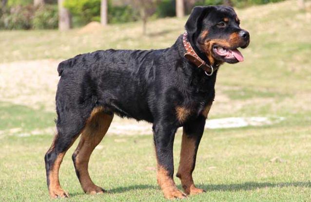 狗狗抵抗力最好的小型犬种,最受欢迎的十种小型狗狗排行榜