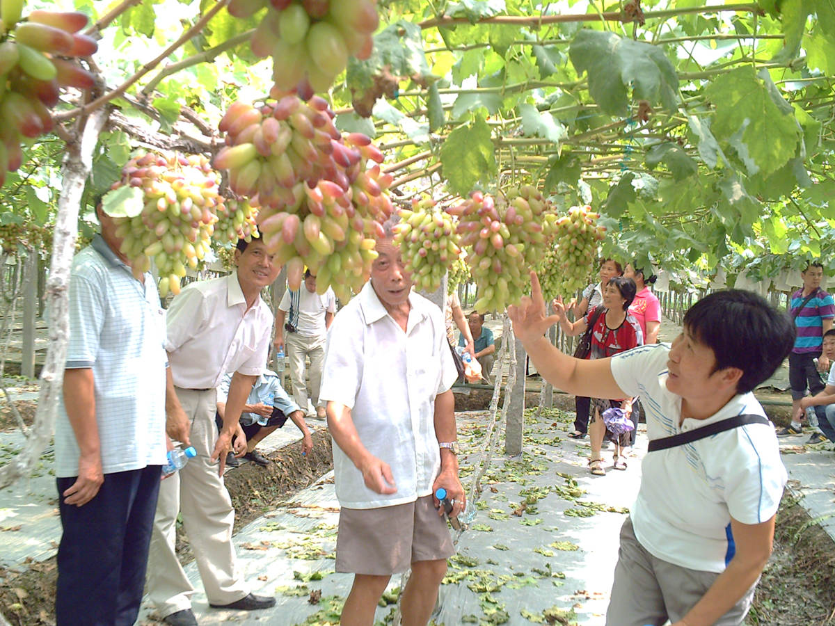 萄益彭山，乐活百年