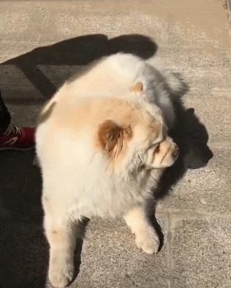 这几种狗越养越想扔掉要谨慎饲养,十种不建议养的宠物狗