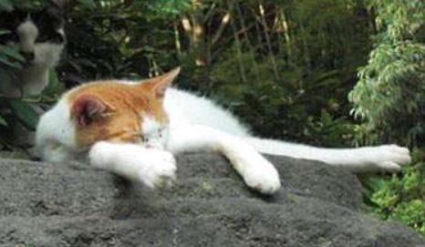 猫咪体外驱虫一般驱什么虫,猫咪体外驱虫什么药驱得全面