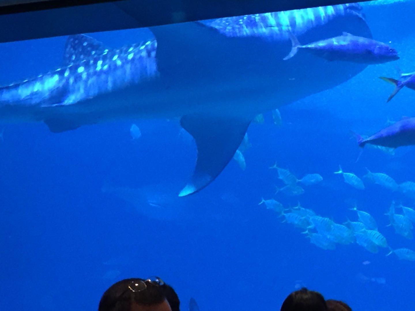 珠海长隆海洋王国附近美食,珠海长隆海洋王国官网预约