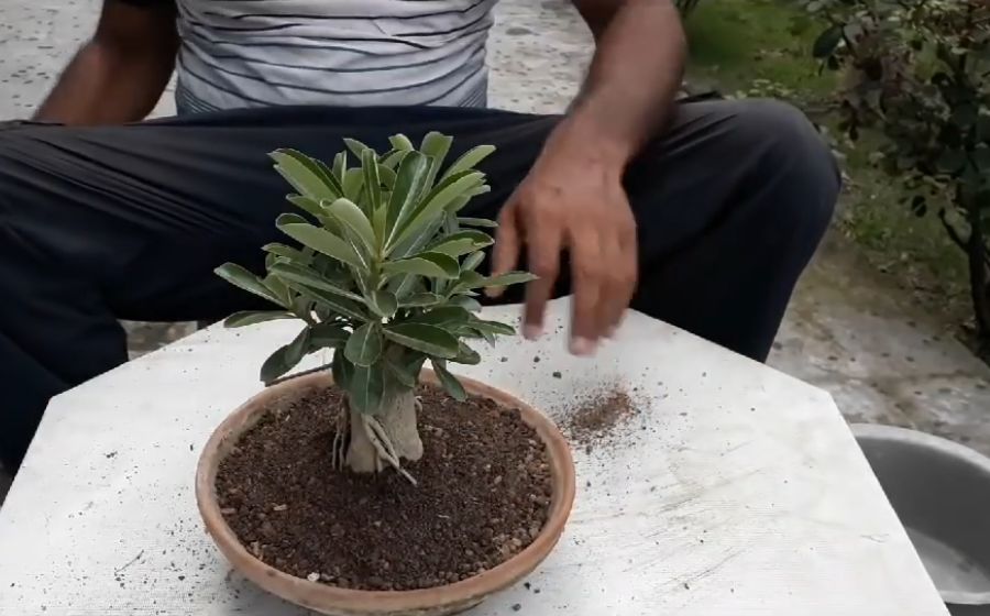 把普通的沙漠玫瑰养成盆景,怎样把沙漠玫瑰的桩养得更漂亮