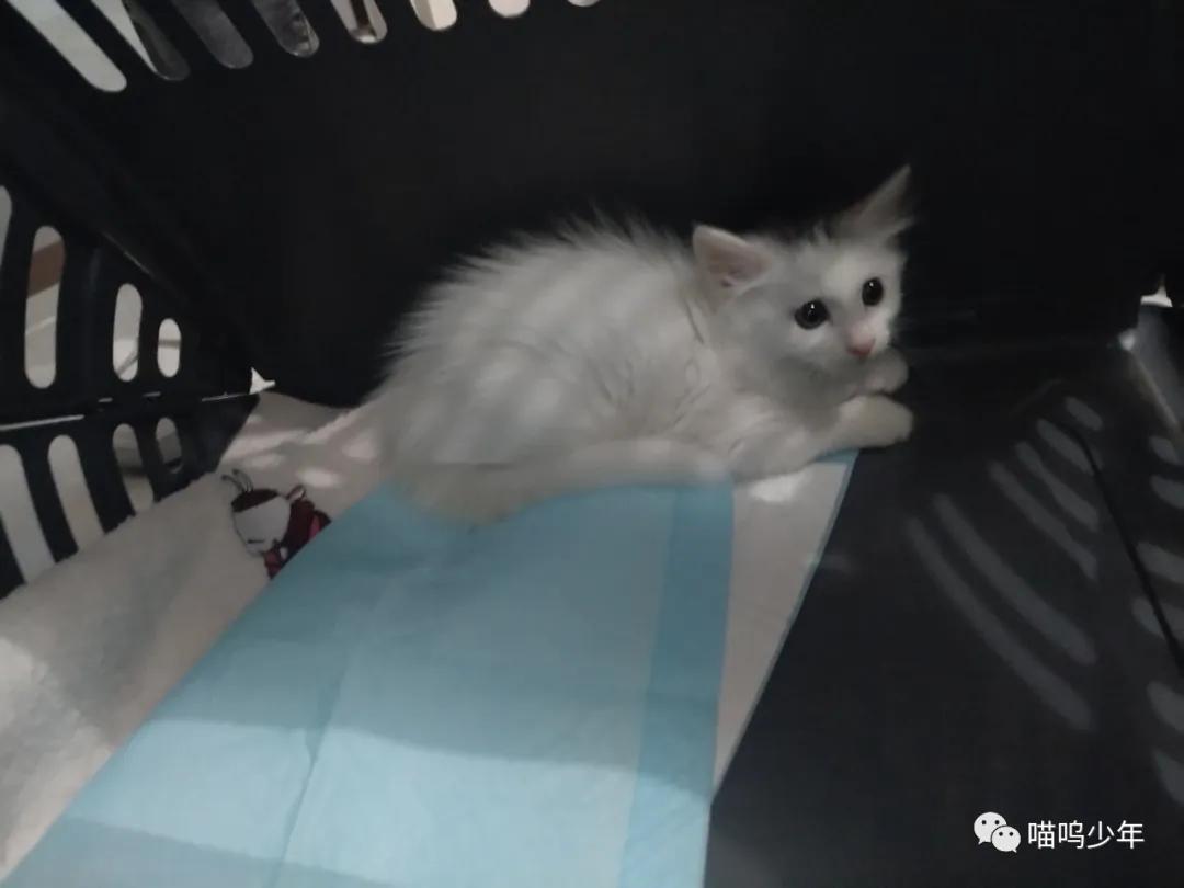 养猫真的很费钱吗？才不是呢。亲身经历告诉你养猫需要多少钱