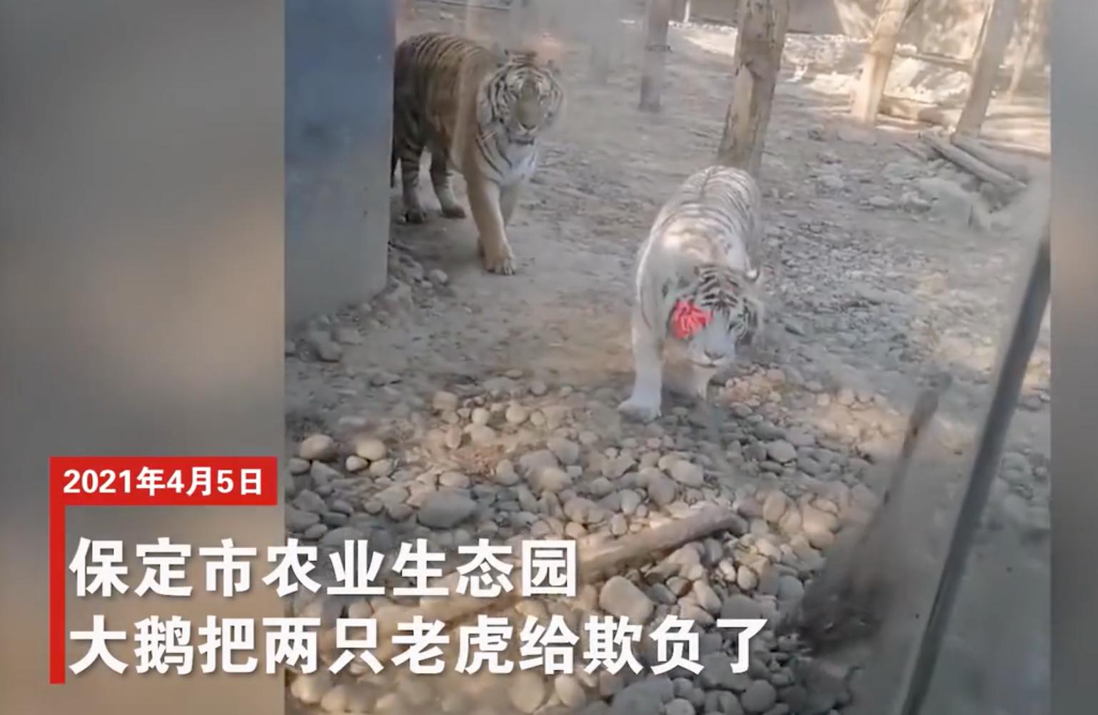 老虎幼崽追大鹅被反杀逃进笼,大鹅大战老虎老虎被吓瘫软