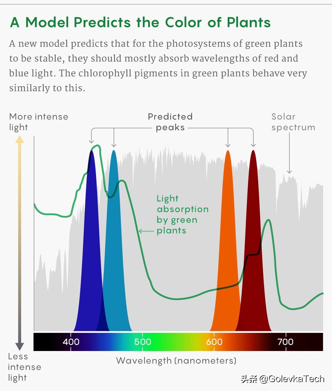 为什么植物的叶是绿色的,为什么植物是绿色不是其他颜色呢