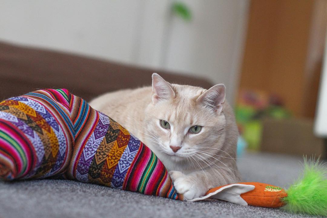 猫咪抬不起眼皮,猫咪抬不起头的感想