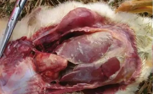 鹅浆膜炎在什么阶段发病,小鹅浆膜炎病怎样治