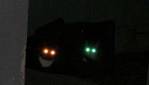 下班回家突然发现猫不见了,下班回家发现猫咪没精神