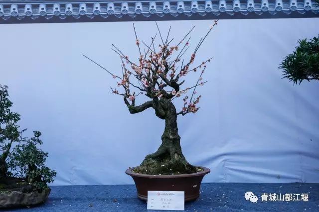 青城山熊猫谷都江堰一日游攻略,熊猫谷青城山都江堰一日游攻略