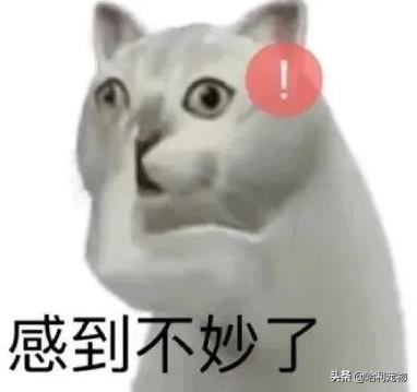 铲屎官的真相,铲屎官养了四只一模一样的猫