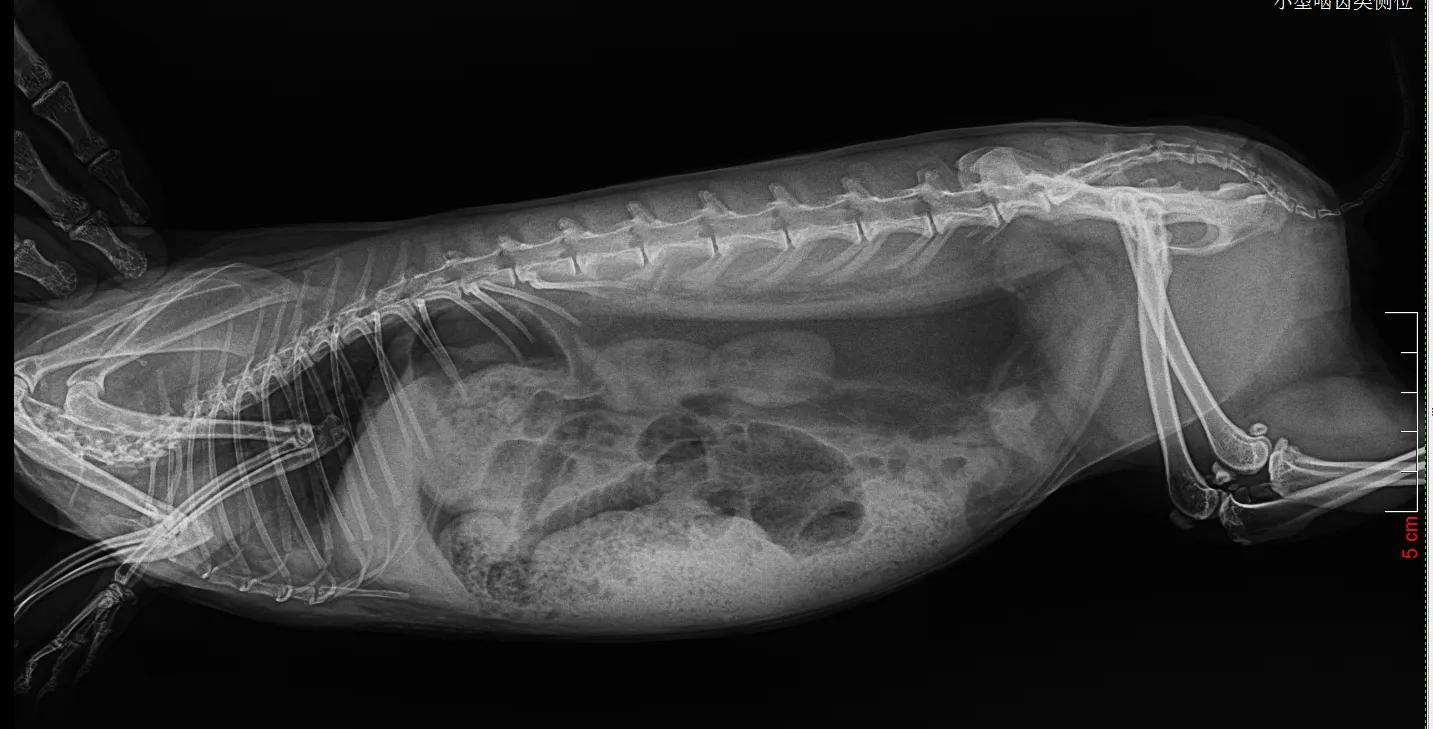 兔子积食胀气怎么办快速解决方法,兔子积食胀气用什么药
