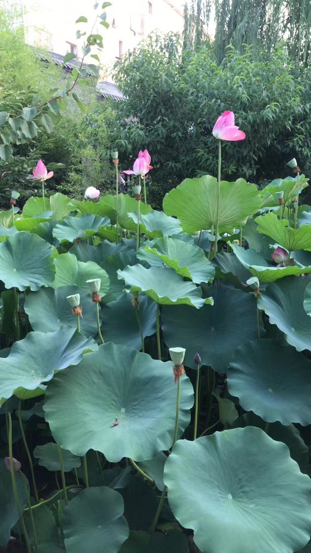 不解风情的雨季,不解风情的风