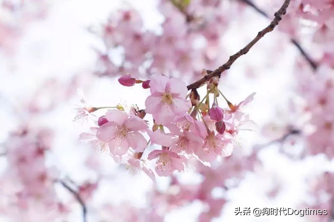 春暖花开带你去流浪,春暖花开带着狗狗去踏青
