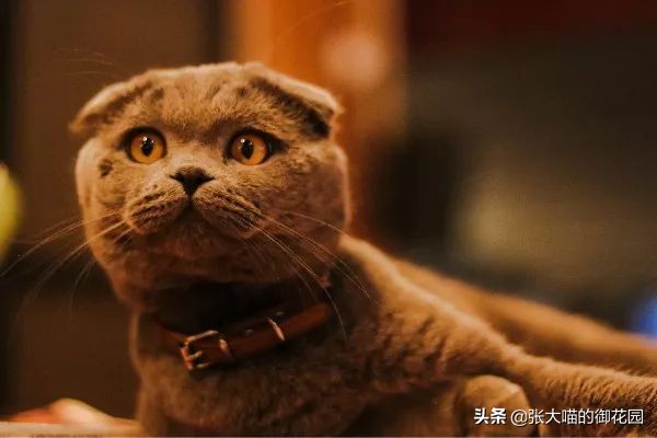 给猫咪绝育有多残忍,给猫咪绝育犯法吗