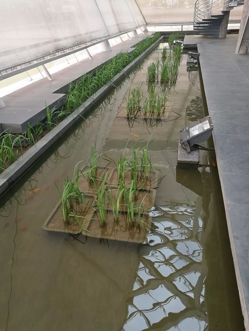 宣纸具有什么好的特点,宣纸有哪些常识