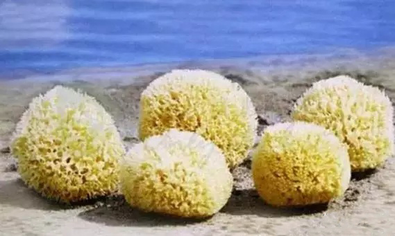 海绵宝宝动画片孩子能看吗,海绵宝宝真的有动画片吗