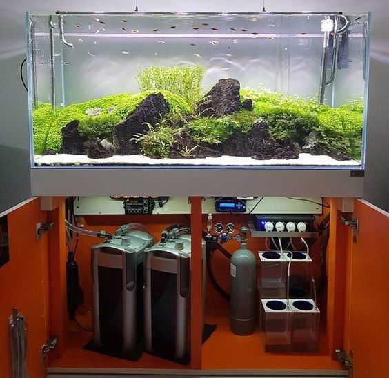 观赏鱼硝化细菌怎么控制,养观赏鱼怎样建立硝化系统