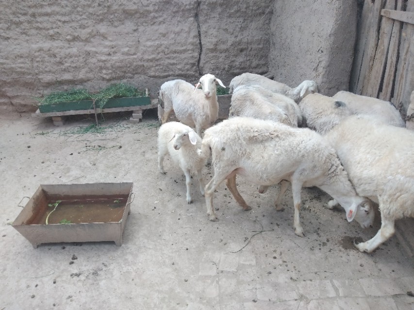 养羊销路怎么解决,父母在家养羊没销路怎么办