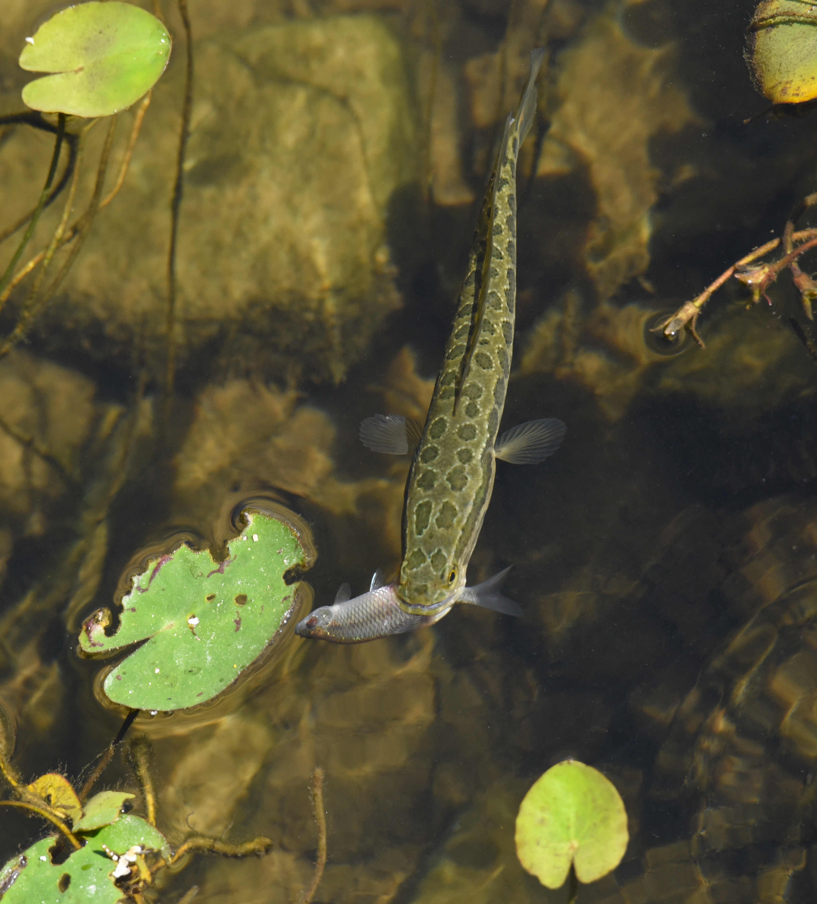 黑鱼常识,关于黑鱼的科普知识介绍