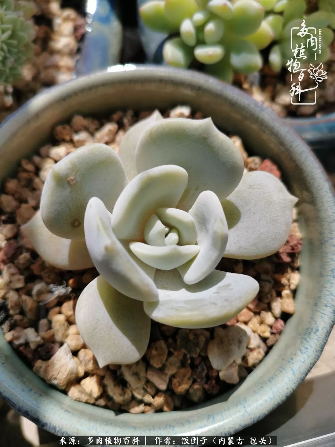 干旱地区怎么养多肉,半湿养多肉