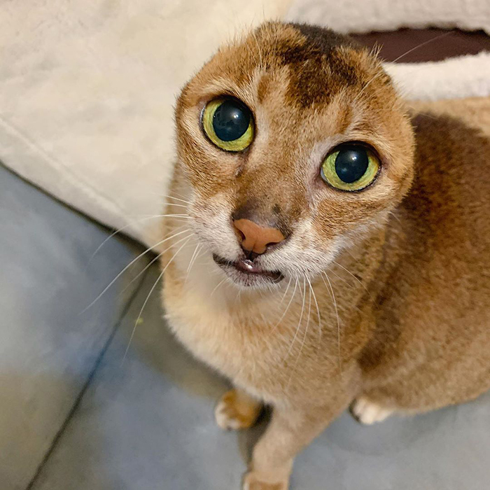 奥利给小猫,哆啦a梦没耳朵的猫咪