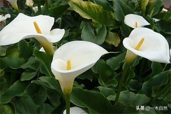 不适合室内种植的有毒绿植,十种有毒的绿植