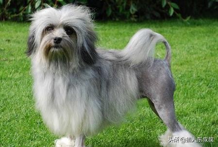 世界十大狗狗视频,世界十大最漂亮的狗狗