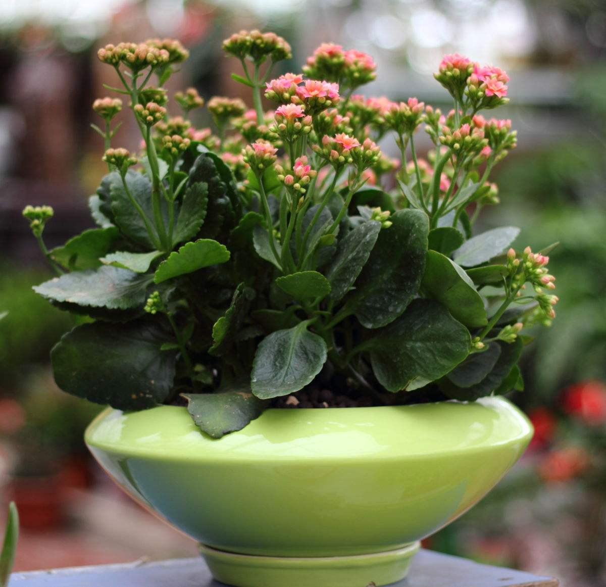 长寿花花期多长从几月份到几月,养长寿花技巧与方法