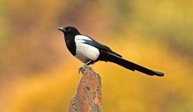 杉观土鸡锅,杉观