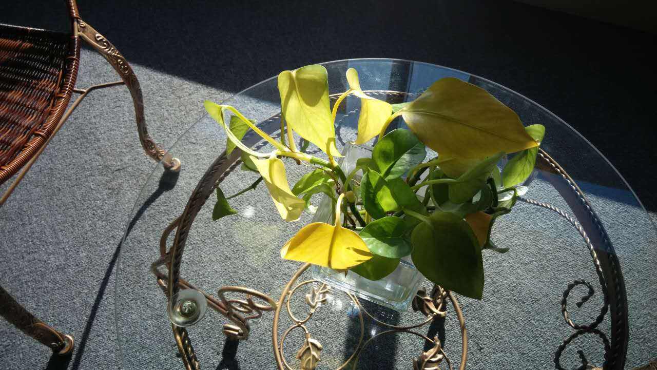 养殖绿萝为什么会黄叶子,绿萝出现黄叶怎么养