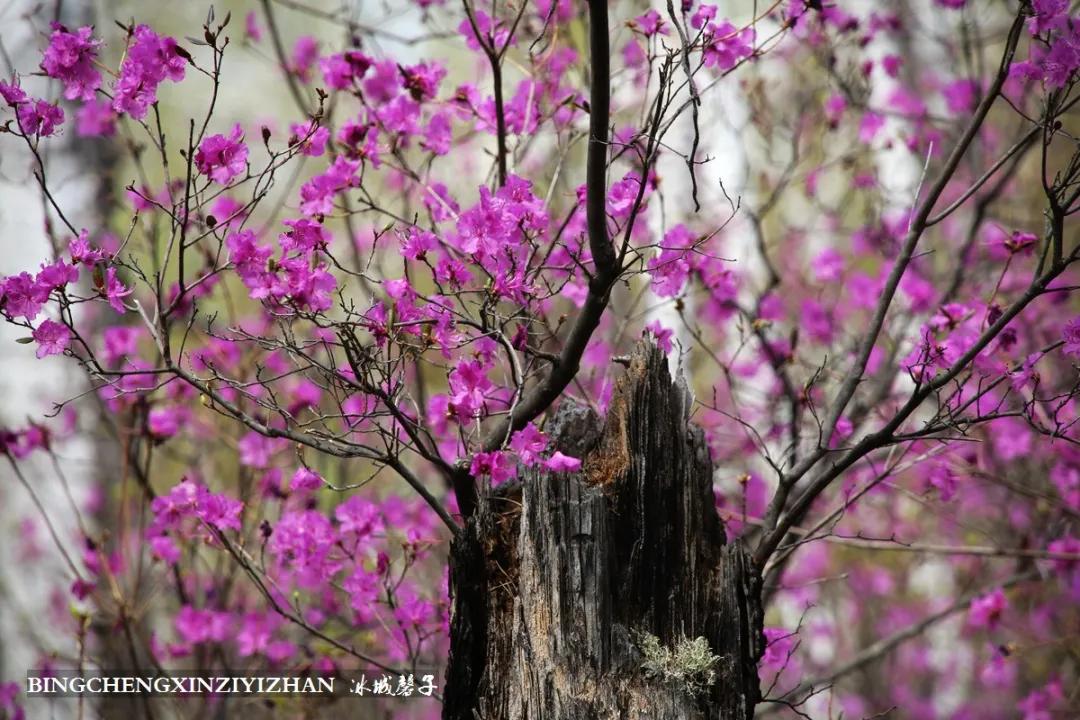 寻找中国最美的春季,探寻中国最美秘境