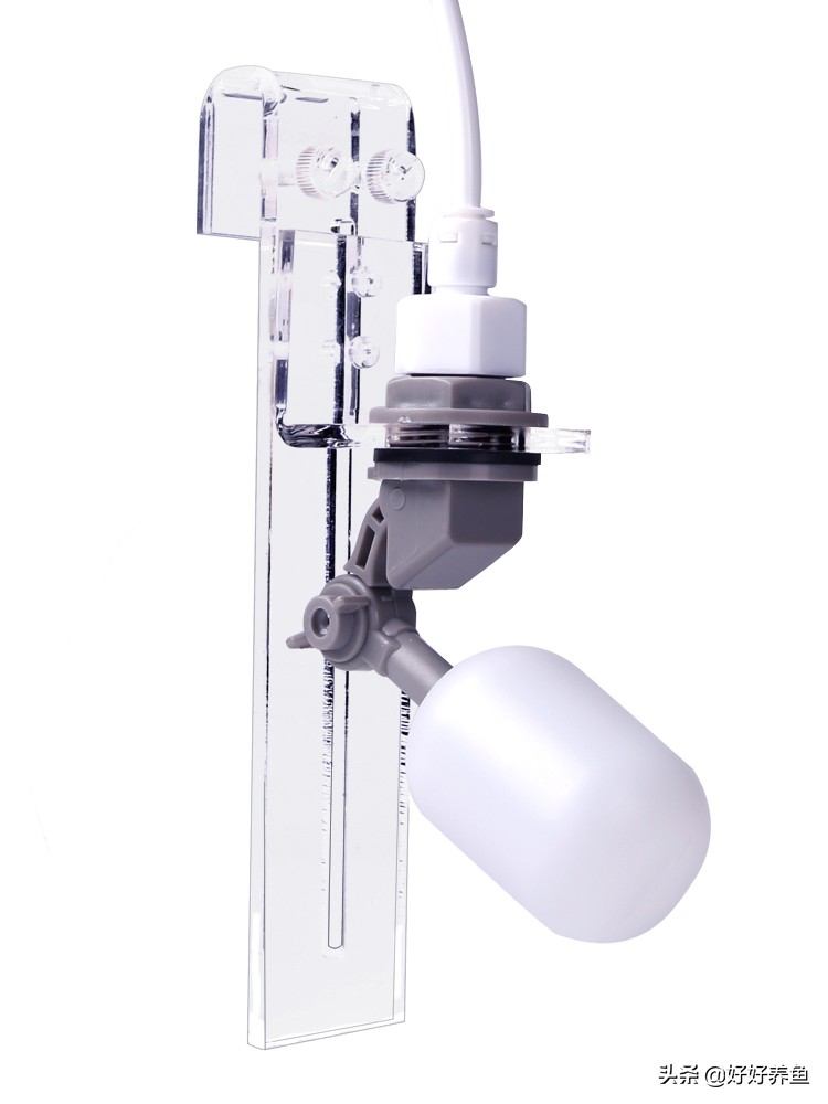 鱼缸换水注意事项养鱼老道,鱼缸养鱼换水的重要性