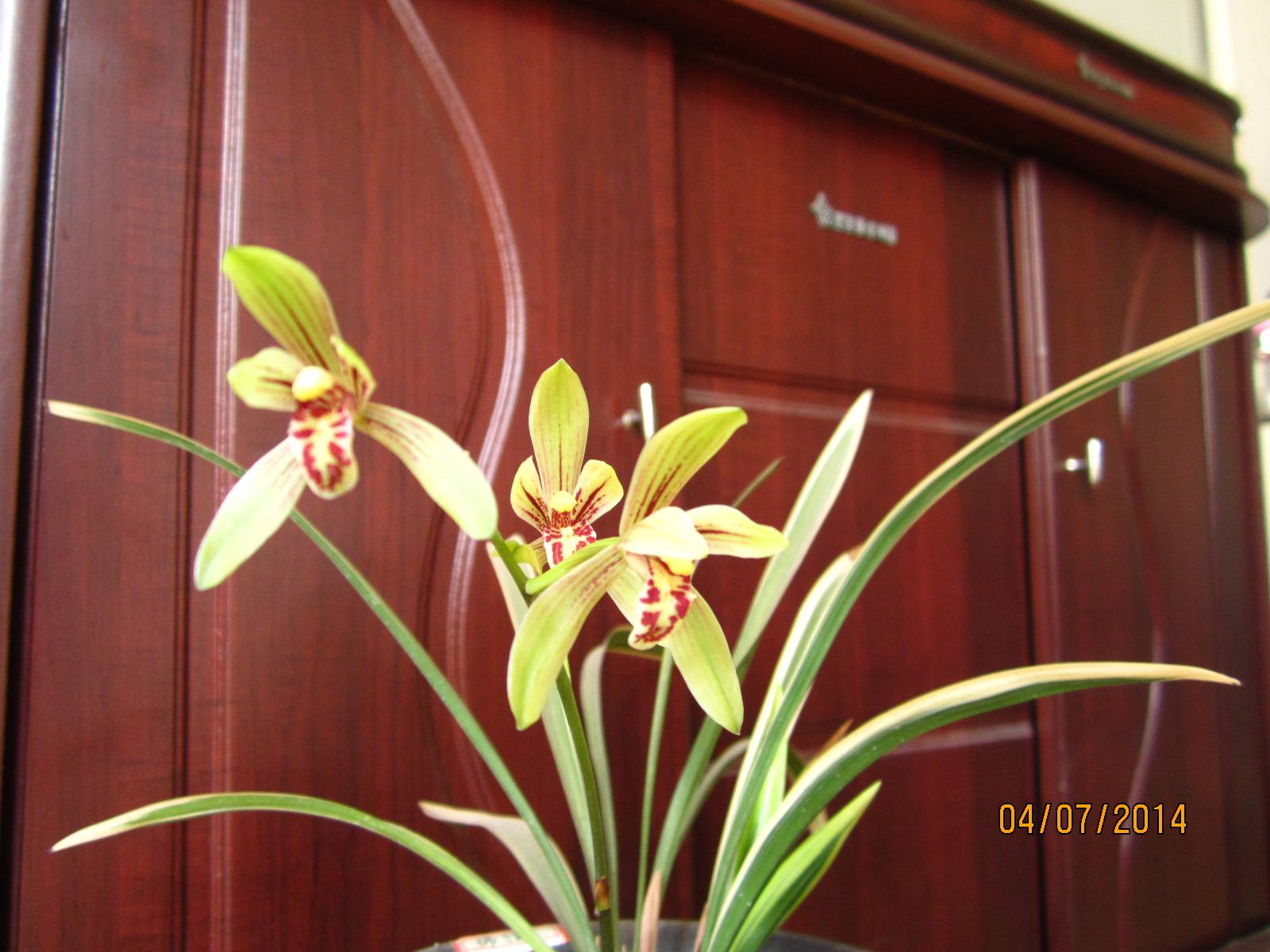 给新手介绍几款养不死的兰花品种,最便宜好养最皮实的兰花品种