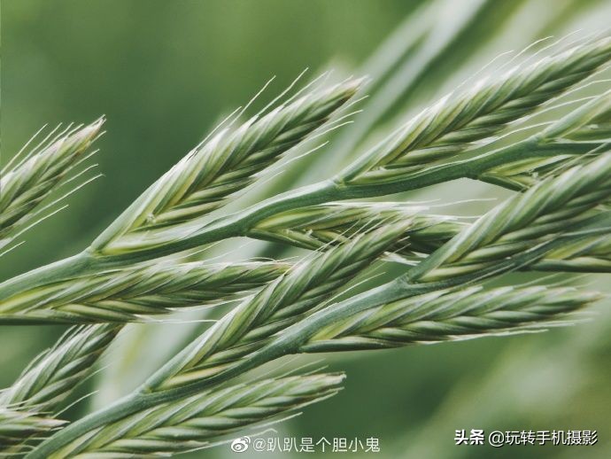 小米手机的遗憾之作,小米手机真香内行人都推荐这三款