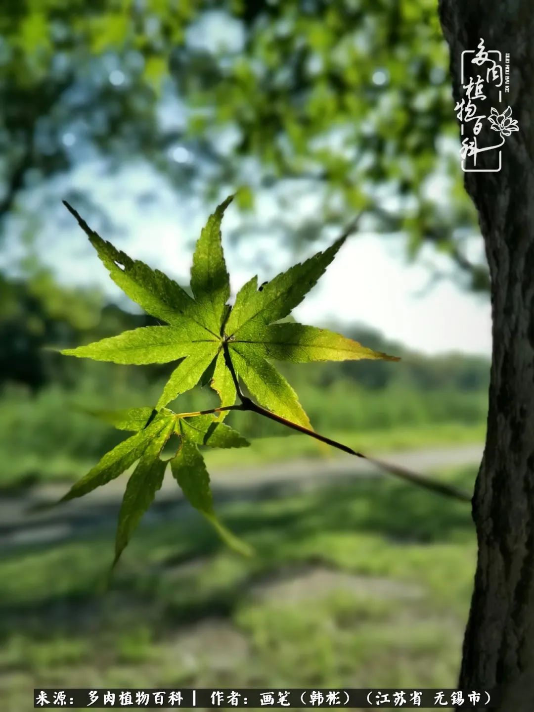 阳台多肉花园简直美翻了,适合男生养的多肉
