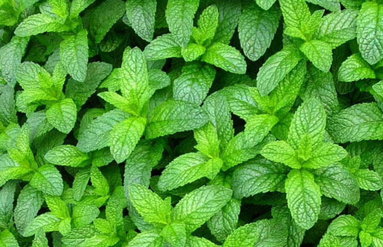 农村常吃的40种野菜你吃过几种呢,这10多种野菜你吃过哪些