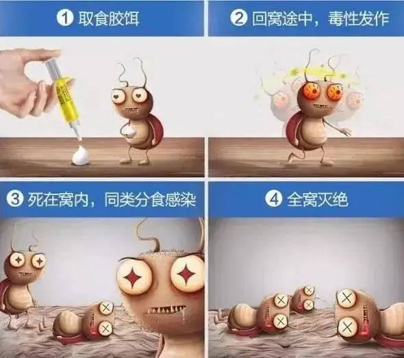 广州近期出现的变异蜗牛,深圳雨后巨型蜗牛