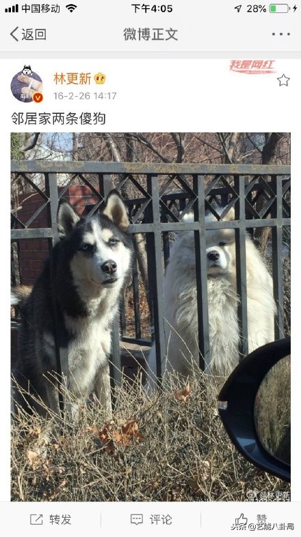 林更新表情包哈士奇,林更新张若昀狗子表情包主人