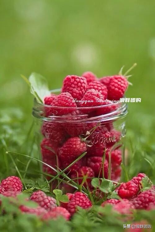 盆栽树莓能结多少果,盆栽果树一年可以长多高