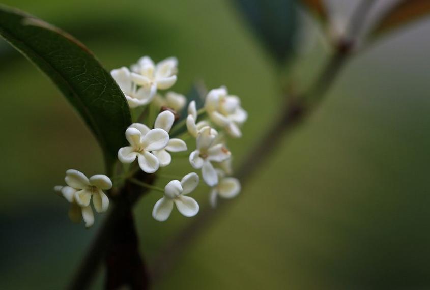 含有桂花的经典古诗赏析与解读,必背古诗词中关于桂花的诗句