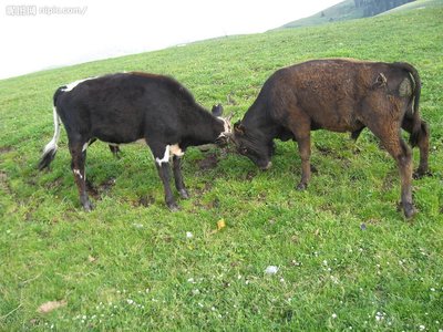 膘肥体壮长势良好下一句,膘肥体壮长势良好