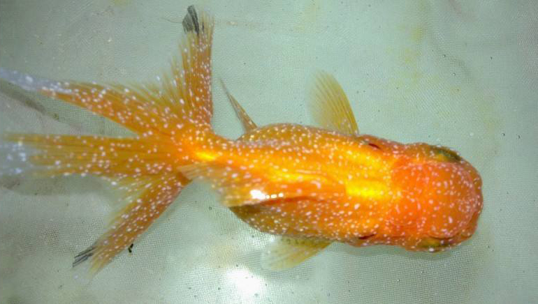 观赏鱼体表寄生虫诊断及用药,常见的观赏鱼寄生虫