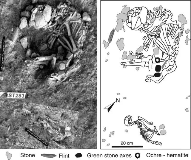家猫是从哪个国家开始驯化的,欧洲猫起源于什么猫