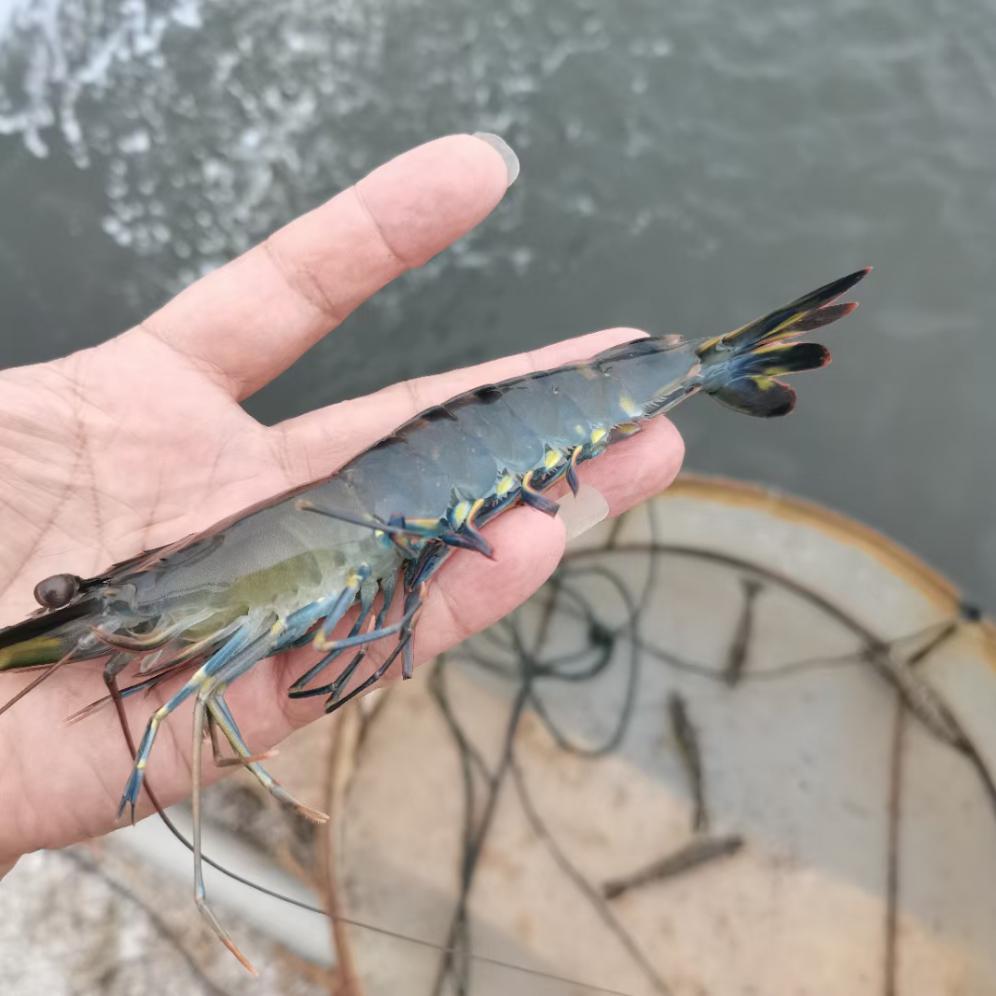 2019南美白对虾养殖形势,2021南美白对虾病害