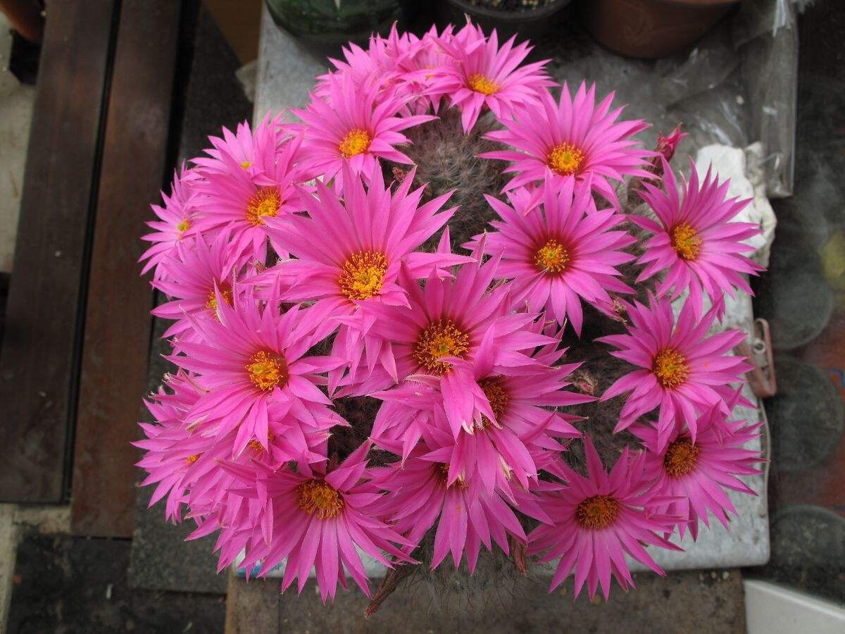 仙人球怎么养才能爆盆,仙人球怎么养护才能爆盆