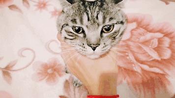 猫咪发情那些事，发情的猫咪都有什么表现呢？