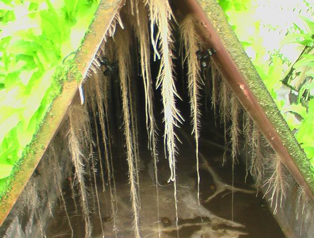 植物生长所需几种营养元素,植物必需的16种营养元素口诀