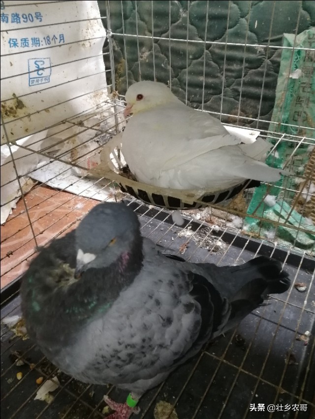 鸽子毛滴虫病诊断与防治