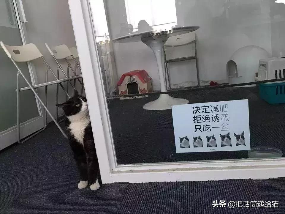 猫故事集,猫故事完整版