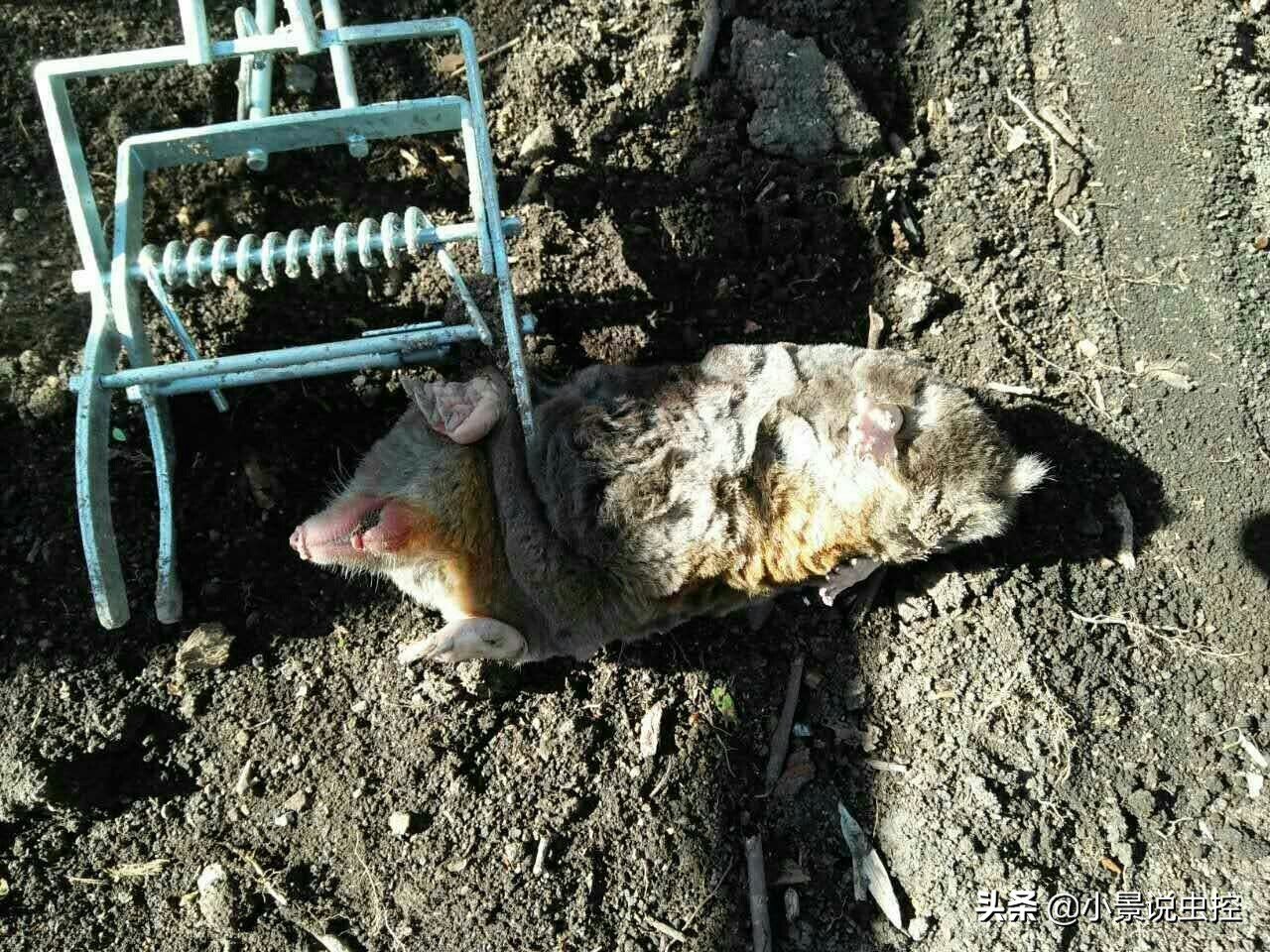 对付鼹鼠最有效的办法,对付鼹鼠的最好方法